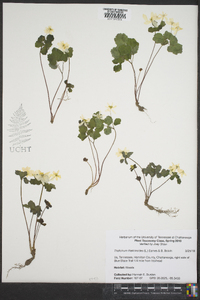 Thalictrum thalictroides image