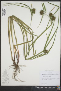 Carex grayi image