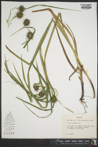 Carex grayi image