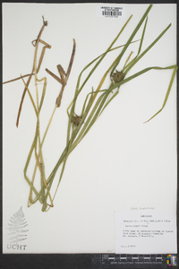 Carex grayi image