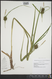 Carex grayi image