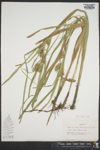 Carex gigantea image