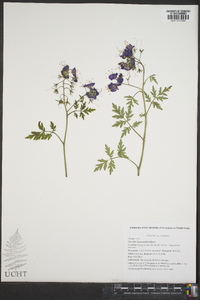 Phacelia bipinnatifida image