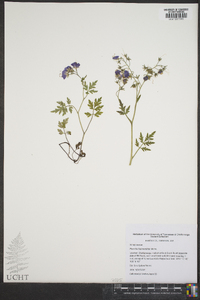 Phacelia bipinnatifida image