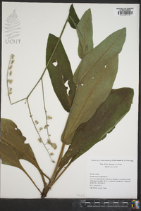 Cynoglossum virginianum image