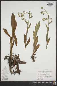 Cynoglossum amabile image