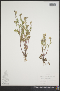 Phacelia purshii image