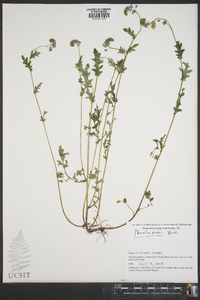 Phacelia purshii image