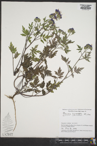 Phacelia bipinnatifida image