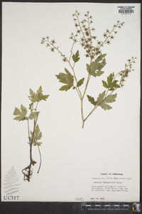 Phacelia bipinnatifida image