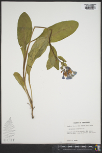 Mertensia virginica image