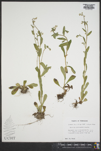 Myosotis macrosperma image