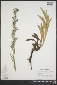 Echium vulgare image