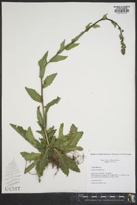 Verbascum blattaria image