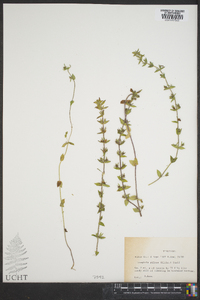 Tragiola pilosa image
