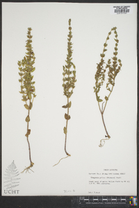 Tragiola pilosa image