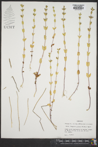 Tragiola pilosa image