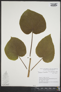 Paulownia tomentosa image