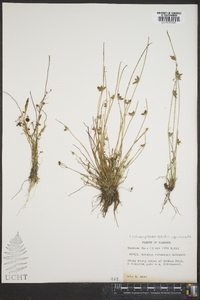 Scirpus erismanae image