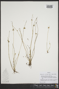 Scirpus erismanae image