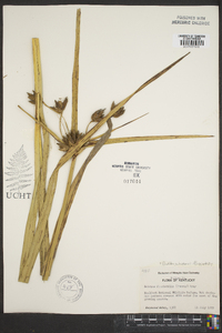 Schoenoplectus fluviatilis image