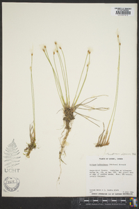 Scirpus hudsonianus image