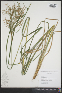 Scirpus pendulus image