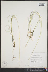 Schoenoplectus subterminalis image