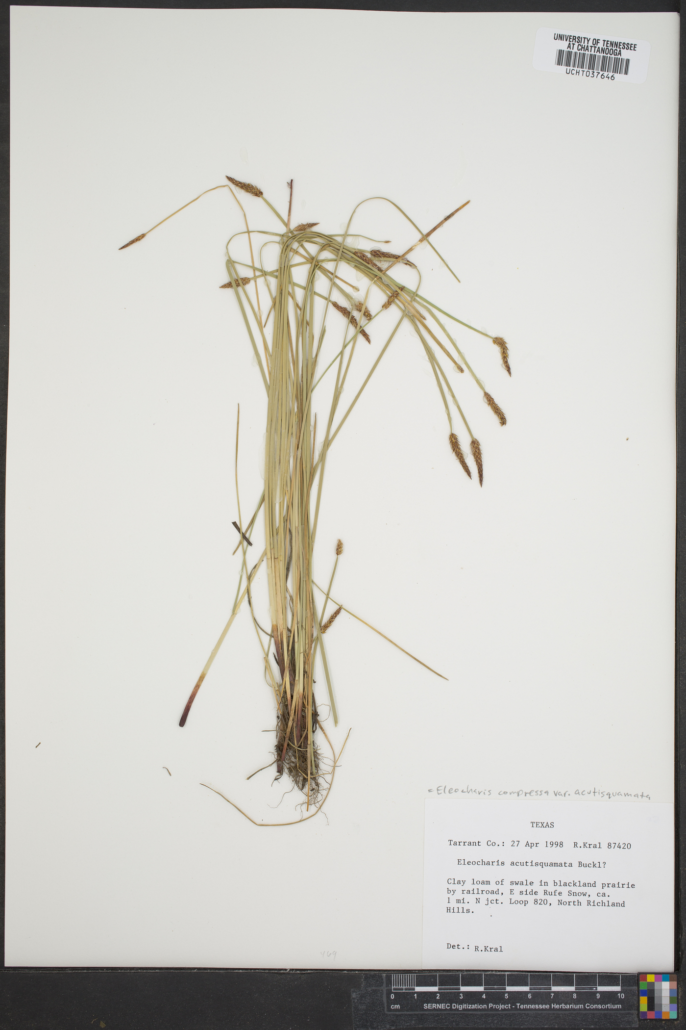 Eleocharis acutisquamata image