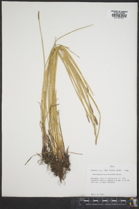 Eleocharis macrostachya image