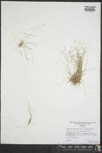 Eleocharis microcarpa var. filiculmis image