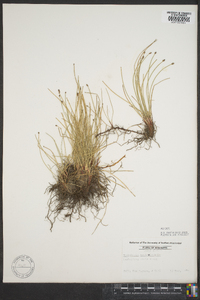 Eleocharis montevidensis image