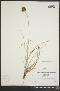 Fimbristylis spathacea image