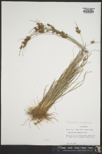 Fimbristylis dichotoma subsp. podocarpa image