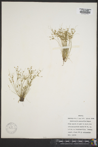 Fimbristylis perpusilla image