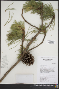 Pinus rigida image