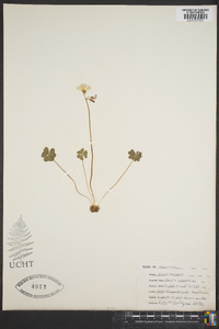 Oxalis violacea image