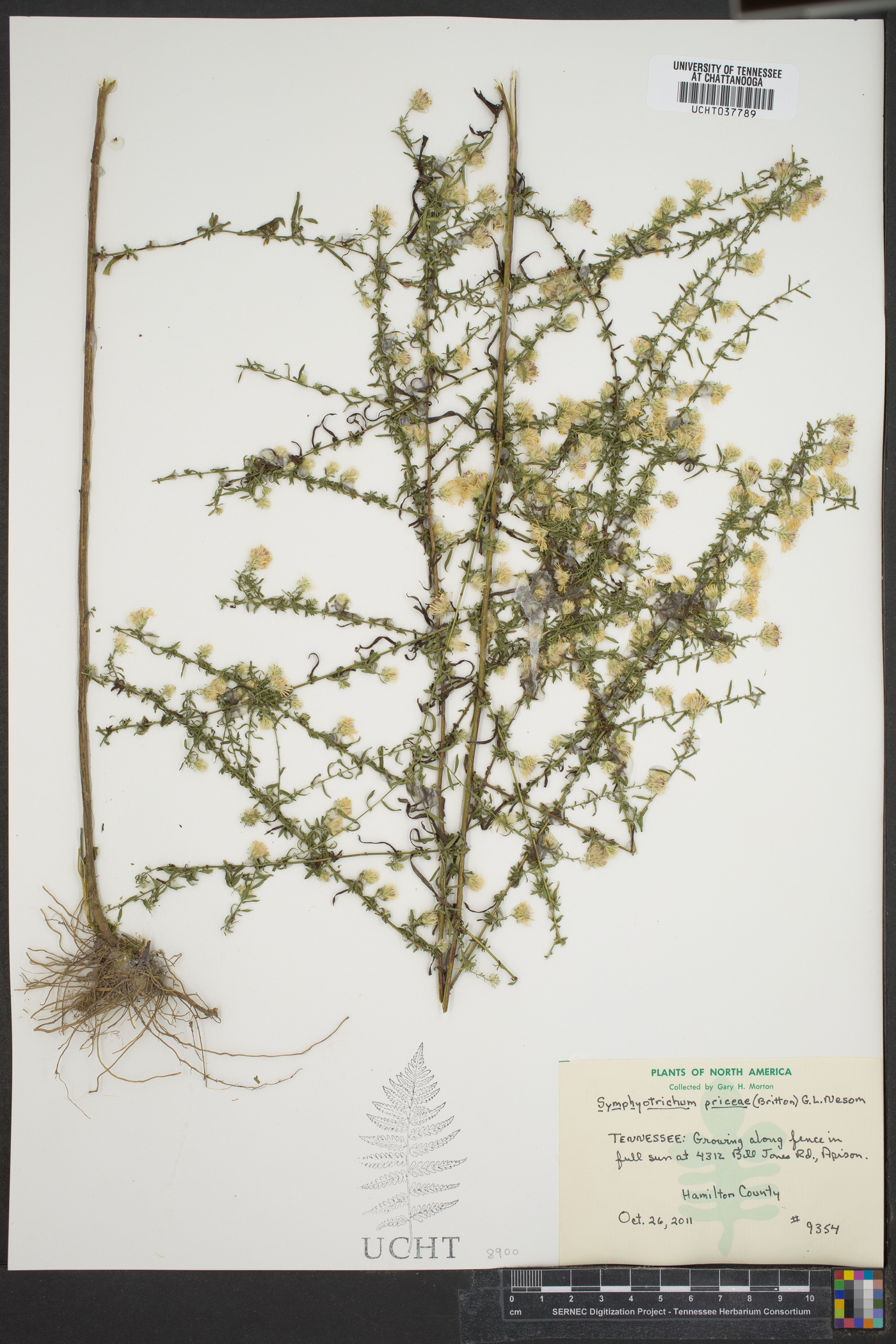 Symphyotrichum priceae image