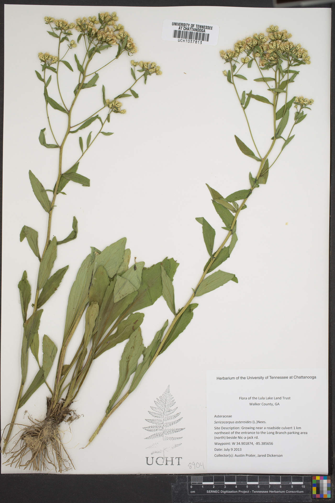 Sericocarpus asteroides image