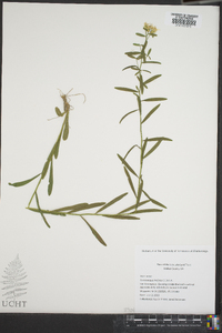 Sericocarpus linifolius image