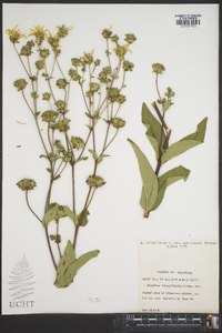 Silphium integrifolium image