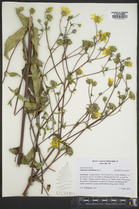 Silphium asteriscus var. trifoliatum image