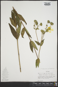 Silphium asteriscus image