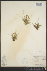 Eriocaulon lineare image