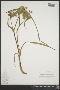 Tradescantia hirsuticaulis image