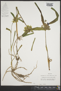 Tradescantia hirsuticaulis image