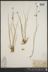 Juncus subcaudatus image