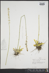 Aletris obovata image