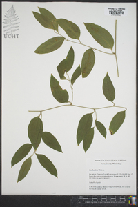 Smilax laurifolia image