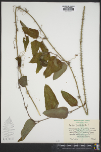 Smilax tamnoides image